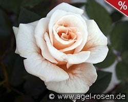 Comtessa kaufen, click for more details Comtessa