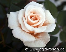 Comtessa kaufen, click for more details Comtessa