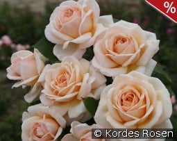 Courage kaufen, click for more details Courage