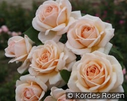 Courage kaufen, click for more details Courage