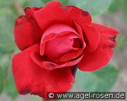 Dame de Coeur kaufen, click for more details Dame de Coeur
