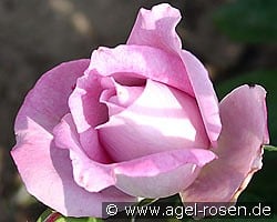 Delphin kaufen, click for more details Delphin