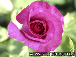 Derby Hagen Gmelin Rose kaufen, click for more details Derby Hagen Gmelin Rose