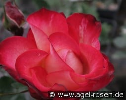 Diana Porsche kaufen, click for more details Diana Porsche