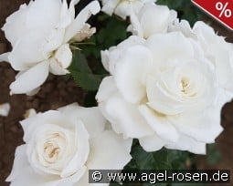 Die Rose Ihrer Majestät kaufen, click for more details Die Rose Ihrer Majestät