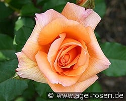 Doris Tysterman kaufen, click for more details Doris Tysterman