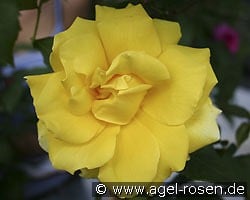 Duftgold kaufen, click for more details Duftgold