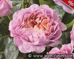 Eisvogel kaufen, click for more details Eisvogel