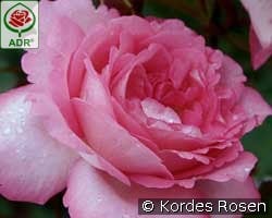 Eliza kaufen, click for more details Eliza