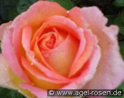 Elle kaufen, click for more details Elle