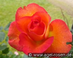 Fairest Cape kaufen, click for more details Fairest Cape