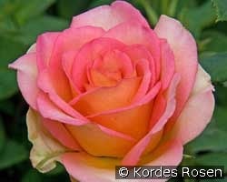 Fantasia Mondiale kaufen, click for more details Fantasia Mondiale