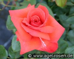 Feuerzauber kaufen, click for more details Feuerzauber