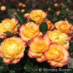 Flaming Star kaufen, click for more details Flaming Star