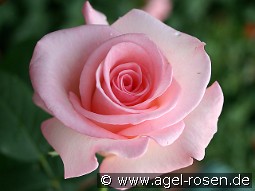 Flamingo '79 kaufen, click for more details Flamingo '79