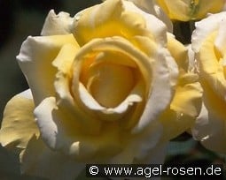 Folle Courtisane kaufen, click for more details Folle Courtisane