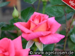 Fragrant Alizée