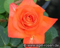 France Libre kaufen, click for more details France Libre