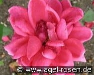 Frau Jenny Wienke kaufen, click for more details Frau Jenny Wienke