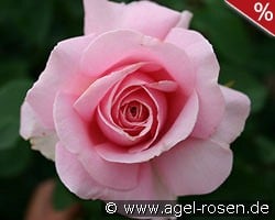 Frederic Mistral kaufen, click for more details Frederic Mistral