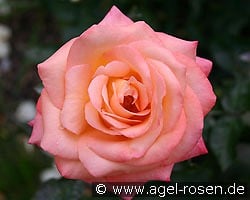 Frohsinn kaufen, click for more details Frohsinn