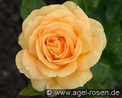 Golden Lady kaufen, click for more details Golden Lady