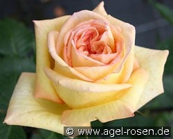 Golden Tower kaufen, click for more details Golden Tower