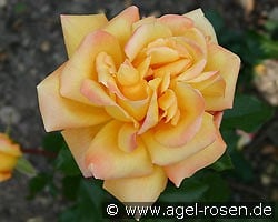 Goldenes Prag kaufen, click for more details Goldenes Prag