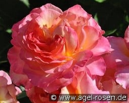 Gorgeous kaufen, click for more details Gorgeous