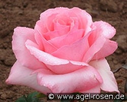 Gräfin Bettina Bernadotte kaufen, click for more details Gräfin Bettina Bernadotte