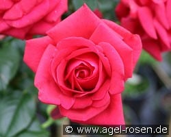 Grande Classe kaufen, click for more details Grande Classe