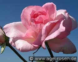 Great Century - Grand Siècle kaufen, click for more details Great Century - Grand Siècle