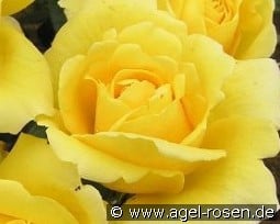 Gruß an Zwönitz kaufen, click for more details Gruß an Zwönitz