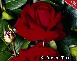 Helmut Kohl Rose kaufen, click for more details Helmut Kohl Rose