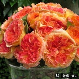 Henri Delbard kaufen, click for more details Henri Delbard