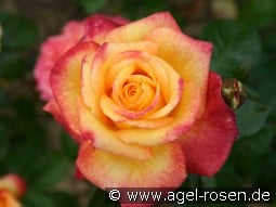 Henrietta kaufen, click for more details Henrietta