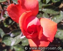 Herzog von Windsor kaufen, click for more details Herzog von Windsor