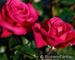 Hot Lady kaufen, click for more details Hot Lady