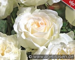 Irina kaufen, click for more details Irina