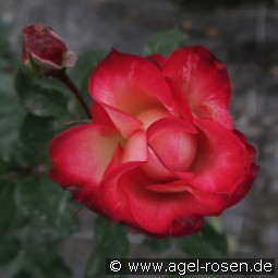 Irina Bührer kaufen, click for more details Irina Bührer