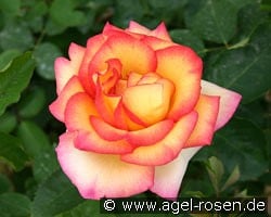 Jean Piat kaufen, click for more details Jean Piat