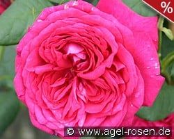 Johann Wolfgang von Goethe Rose kaufen, click for more details Johann Wolfgang von Goethe Rose