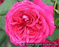 Johann Wolfgang von Goethe Rose kaufen, click for more details Johann Wolfgang von Goethe Rose