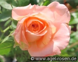 Joschi Gregorits kaufen, click for more details Joschi Gregorits