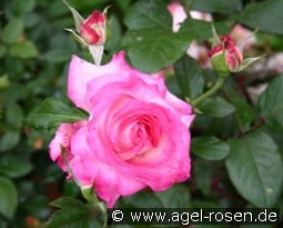 Julia (Pascal Sevran) kaufen, click for more details Julia (Pascal Sevran)