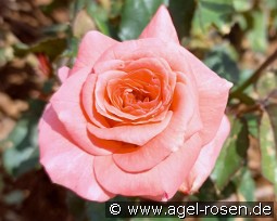 Junge Liebe kaufen, click for more details Junge Liebe