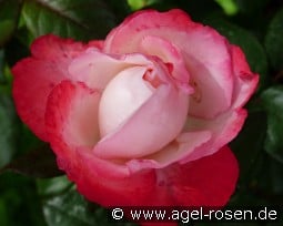 Karin kaufen, click for more details Karin