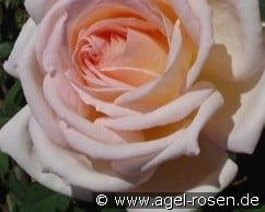 Karl Heinz Hanisch syn Jardins de Bagatelle kaufen, click for more details Karl Heinz Hanisch syn Jardins de Bagatelle