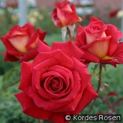 Kleopatra 1994 kaufen, click for more details Kleopatra 1994