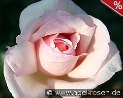 Königliche Hoheit kaufen, click for more details Königliche Hoheit